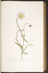 Tallrik 42, Ox-Eye Daisy, från 
