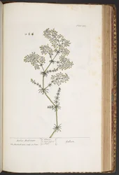 Tallrik 435, Ladies Bedstraw, från 