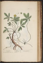 Tallrik 454, Cinquefoil, från 