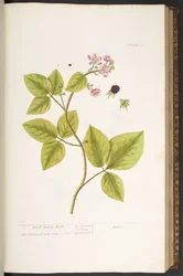 Tallrik 45, Black Berry Bush, från 