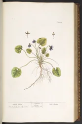 Tallrik 55, March Violet, från 