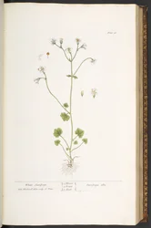 Tallrik 56, White Saxifrage, från 
