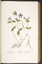Tallrik 59, Periwinkle, från 
