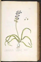 Tallrik 61, Hyacinth eller Hare Bells, från "A Curious Herbal"