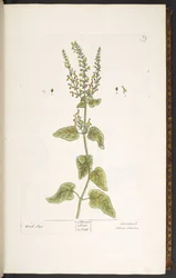 Tallrik 9, Wood Sage, från 