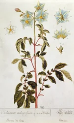 Potatisblommor, platta från "Herbarium Blackwellianum" publicerad 1757 i Nürnberg, Tyskland (färggravyr)