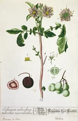 Potatisplanta och frukt, platta från "Herbarium Blackwellianum", publicerad 1757 i Nürnberg, Tyskland (färggravyr)