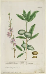 Prunus amygdalis dulcis. Sötmandel, 1737.