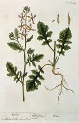 Rocket, platta 242 från "A Curious Herbal", publicerad 1782 (färggravyr).