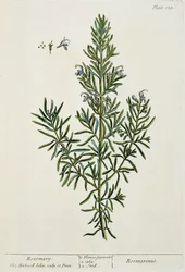 Rosmarinus Officinalis, från "A Curious Herbal", 1782 (färggravyr).