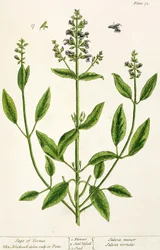 Salviam från "A Curious Herbal", 1782 (färggravyr)