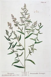 Dragon, 1782
