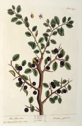 The Sloe Tree, tallrik 494 från 