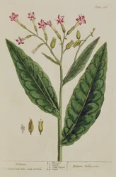 Tobak, plansch 146 från "A Curious Herbal", publicerad 1782 (färggravyr).