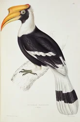 Buceros cavatus, ur ”Ett sekel med fåglar från Himalayabergen”, 1830-32, av John Gould (1804-81)