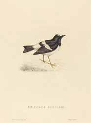 Enicurus Scouleri (lilla gaffelsvansen)