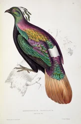 Himalayamonalfasan, ur 
