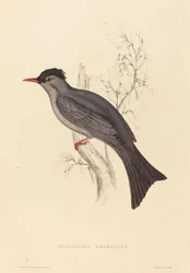Hypsipetes Psaroides (svart bulbyl)