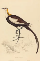 Parra Sinensis (Fasanjakana)