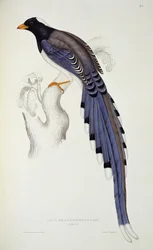 Pica erythrorhyncha, ur ’A Century of Birds from the Himalaya Mountains’, 1830-32, av John Gould (1804-81)