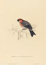 Pyrrhula Erythrocephala (rödhårig domherre)