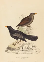 Turdus Poecilopterus (aztekisk trast)