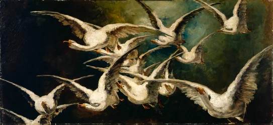 Flock av gäss