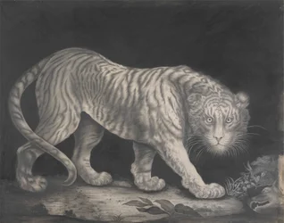 En slingrande tiger