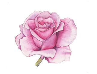 Rosa ros, 2012 (akvarell)