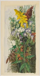Vildblommor