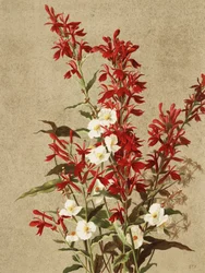 Kardinalblommor