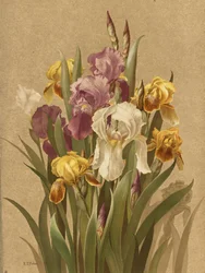 Fleur De Lis, nr 3