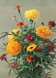 Ringblommor