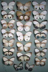 Twenty-Two Butterflies (akvarell på papper)