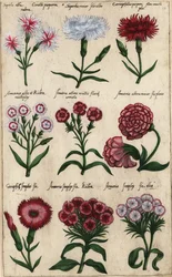 Olika sorter av nejlika, Dianthus caryophyllus