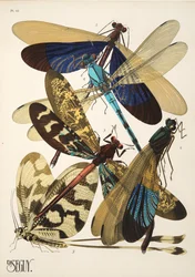 Tallrik 10 från Insectes, pub. 1930-tal (pochoirtryck)