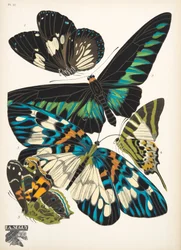 Tallrik 10, från Butterflies, pub. 1925 (stenciltryck)