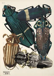 Tallrik 13 från Insectes, pub. 1930-tal (pochoirtryck)
