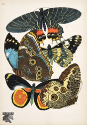 Tallrik 2, från Butterflies, pub. 1925 (stenciltryck)