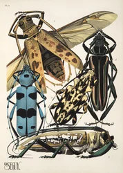 Tallrik 3 från Insectes, pub. 1930-tal (pochoirtryck)