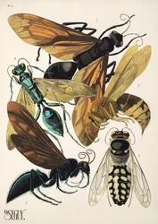 Tallrik 6 från Insectes, pub. 1930-tal (pochoirtryck)