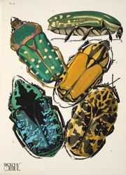 Tallrik 12 från Insectes, pub. 1930-tal (pochoirtryck)