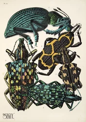 Tallrik 14 från Insectes, pub. 1930-tal (pochoirtryck)