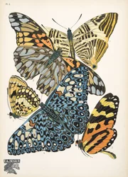 Tallrik 3, från Butterflies, pub. 1925 (stenciltryck)