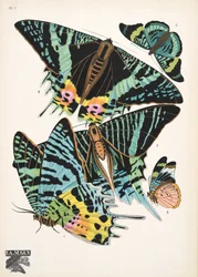 Tallrik 7, från Butterflies, pub. 1925 (stenciltryck)