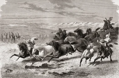 Argentinska gauchos som samlar vilda hästar, illustration från 