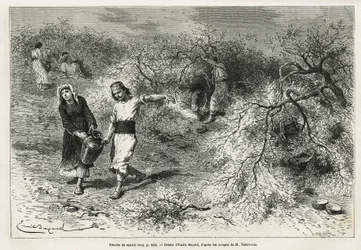 Samlingen av kitt, ett vitt harts av lentis, under sommarsäsongen, är grunden för tillverkningen av en anisbrännvin, teckning av Emile Bayard, för att illustrera historien "Chio Island" (Östra Turkiet), 1877, av Dr. A. Testevuide. Gravyr i Le