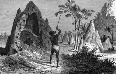 By av krigiska termiter (termitiere), Afrika. Gravyr 1897