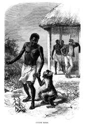 Ung Soko-apa i Afrika. Gravyr av Emile Bayard (1837-1891) som illustrerar de sista berättelserna om upptäcktsresande David Livingstone