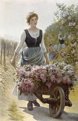 Skörd av blommor